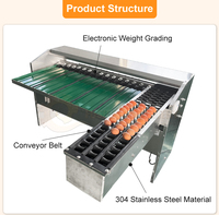 Peseuse d'oeufs numérique de précision Machine de classement automatique d'oeufs de ferme avicole commerciale à grande échelle Machine de tri d'oeufs