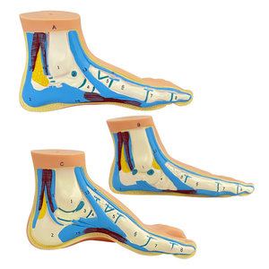 Modèle d'anatomie musculaire du pied humain - Modèles de pathologie du pied plat arqué normal en PVC - Product Image 1