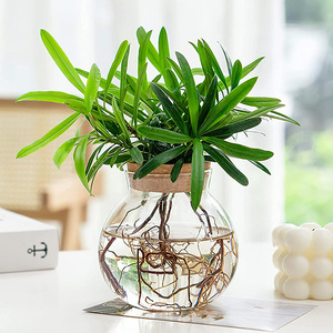 Terrario de Escritorio en Oferta, Estación de Propagación de Plantas de Aire, Florero con Base de Corcho para Decoración de Jardín - Product Image 5