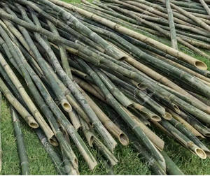 เสาไม้ไผ่แห้งธรรมชาติบริสุทธิ์ขนาดที่กําหนดเองที่คุ้มค่าสําหรับการก่อสร้างจากซัพพลายเออร์เวียดนามด้วยราคาที่แข่งขันได้ - Product Image 2