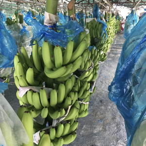 Plátano Cavendish Fresco de Vietnam, Fruta Cosechada con Cuidado para Suministro al por Mayor, Aplicaciones de Cocina y Mercados de Exportación - Product Image 1