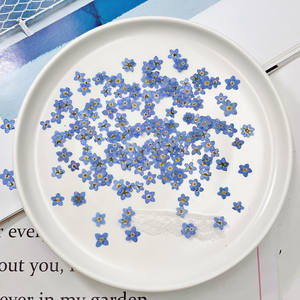 Fleurs pressées naturelles séchées Forget - Me - Not Décor de longue durée pour la maison Art mural Fabrication de cartes Décorations Amateurs créatifs - Product Image 1