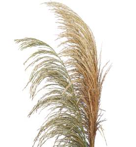 Cañas decorativas Tallo largo Caña común <span class=keywords><strong>Phragmites</strong></span> <span class=keywords><strong>Australis</strong></span> Pampas Hierba - Product Image 2