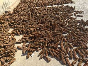 Küçük hayvan <span class=keywords><strong>pet</strong></span> çiğnemek oyuncak için doğa ilk söğüt havuç - Product Image 5