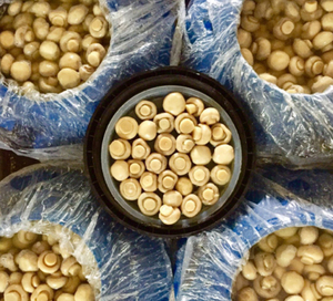 Số lượng lớn nấm trong trống 10kg toàn bộ/thái lát trộn chân không đóng gói bảo quản Nấm cho chế biến thực phẩm - Product Image 3