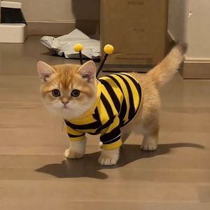 Nouveau sweat-shirt amusant pour animaux de compagnie, anti-chute, motif petite abeille, pour chiens <span class=keywords><strong>Beagle</strong></span> et petits chats bleus adorables, collection printemps-automne - Product Image 5