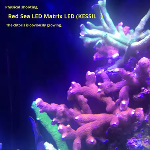 Lumière LED pour <span class=keywords><strong>aquarium</strong></span> marin d'eau salée, série RedSea Reef LED G2, spectre complet, programmable par application WiFi, intelligente, pour la croissance des coraux - Product Image 5