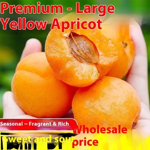 Albicocche Imperiali Gialle Grandi Fresche Appena Raccolte, Affettate, Essiccate con Acqua (AD), Confezione all'Ingrosso - Frutta Stagionale Non Verde - Product Image 2