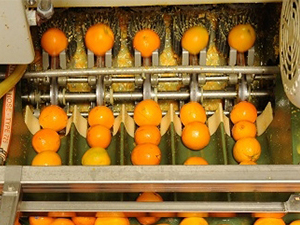 1000L to 6000L Natural Rose Orange Peel Extraction Machine Stainless Steel Gear Roller Efficiently Extr - Product Image 6