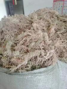 Musgo Sphagnum Chileno Premium para Cultivo de Orquídeas y Plantas Carnívoras - Product Image 2