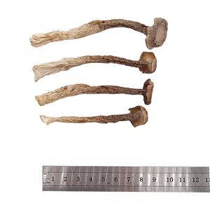 فطر المخمل المجفف عالي الجودة بالجملة، فطر قرون النمل المجفف، فطر قرون النمل الطبيعي المجفف للأكل - Product Image 3