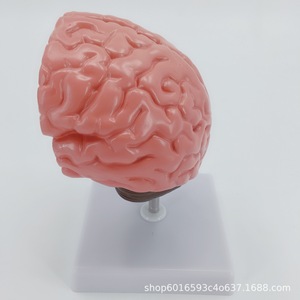Modèle d'enseignement simulé de l'anatomie du cerveau ; outil pédagogique pour l'enseignement de l'anatomie pathologique du cerveau humain ; modèle des voies vasculaires et de la structure cérébrales - Product Image 1