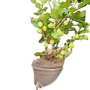 Características únicas Gooseberry Bush'A Growing Gift Of Hope' para los amantes de las plantas, cultivan cultivos de parachoques de sabrosas frutas peludas Gooseberry Bush - Product Image 1