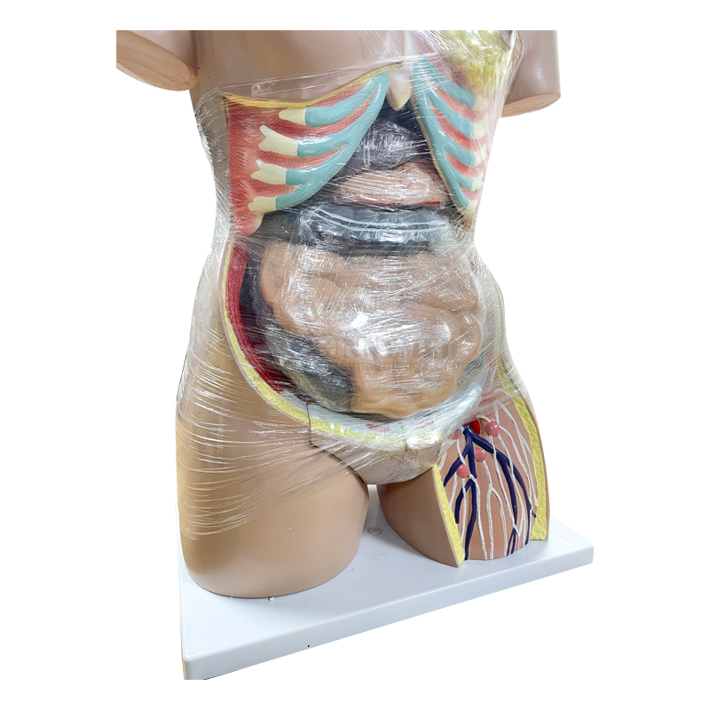 SY-N01801 Dual-Sex Torso-27 Parts PVC Manikin for Medical Training