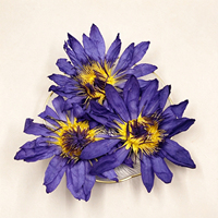 Fleurs de lotus bleu séchées en vrac, fournisseur Nymphaea Caerulea, plantes séchées pour l'aromathérapie et l'utilisation en sachet