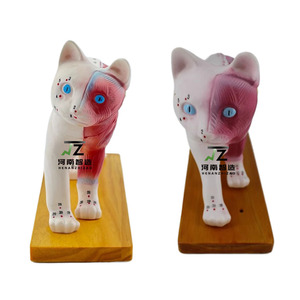 Equipo educativo veterinario, ciencia médica, modelo de acupuntura de gato de PVC, cuerpo Animal <span class=keywords><strong>para</strong></span> estudios médicos - Product Image 5