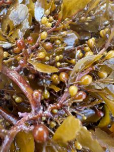 Fertilizante Líquido Foliar Biológico Verde Soluble en Agua Fría, Algas Marinas con 99.9% de Pureza <span class=keywords><strong>para</strong></span> <span class=keywords><strong>Fresas</strong></span>, Óptimo <span class=keywords><strong>para</strong></span> Invernaderos y Exteriores - Product Image 3