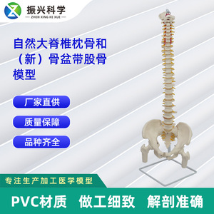 Modèle naturel de la clavicule occipitale et du nouveau modèle de fémur de la ceinture pelvienne des vertèbres plus grandes ; modèle de colonne vertébrale humaine. - Product Image 5