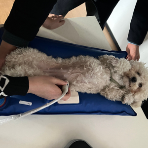 Tapis d'examen vétérinaire imperméable et antidérapant <span class=keywords><strong>pour</strong></span> <span class=keywords><strong>échographie</strong></span> B de diagnostic de <span class=keywords><strong>grossesse</strong></span> chez les animaux et inspection clinique - Product Image 1