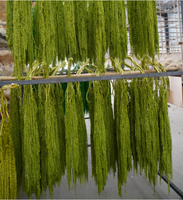 Fleurs stabilisées économiques les plus vendues en sortie d'usine : Amarante suspendue pour décoration de mariage
