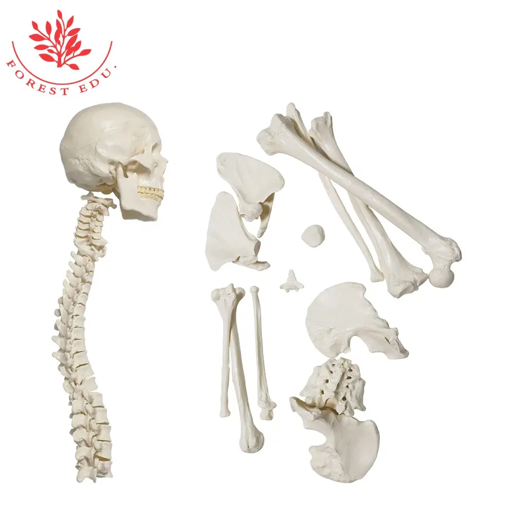 頭蓋骨の人間の全身と散在した骨高品質のPVC素材206 pcs分離されたスケルトン