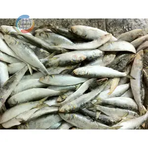 Çin kökenli dondurulmuş sardalya balık toptan fiyat ile