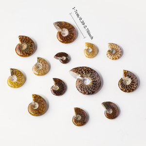 Vente en gros <span class=keywords><strong>de</strong></span> fossiles d'ammonites en cristal naturel <span class=keywords><strong>de</strong></span> bave <span class=keywords><strong>de</strong></span> coquillage, pour collection et décoration intérieure - Product Image 2