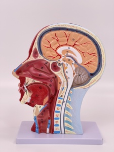 人間の頭蓋骨脳血管神経頭首表神経血管解剖モデル医学教育リソース学校トレーニング - Product Image 4