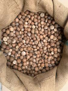 Hochwertige Premium Indonesien Ganze Betelnuss Optimaler Tannin gehalt Hoch nach gefragte Landwirtschaft Industrielle Zutat - Product Image 2