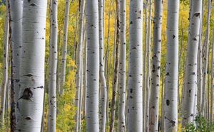 ชุดเครื่องใช้บนโต๊ะอาหารไม้แบบใช้ซ้ำได้ชุดเครื่องใช้บนโต๊ะอาหารทำจากไม้โลโก้ที่กำหนดเองเป็นมิตรกับสิ่งแวดล้อม - Product Image 5