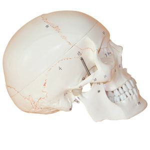 PVC simülasyon insan kafatası modeli ayrılabilir kafatası anatomisi dijital logo ve kemik sütür - Product Image 2