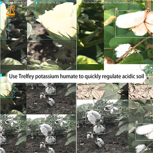 <span class=keywords><strong>Granulés</strong></span> d'humate de potassium à libération lente, conditionneur de sol organique pour le maïs, le manioc et la tomate - Product Image 3