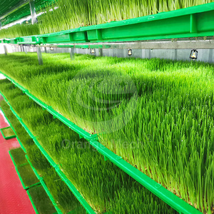 ORME Conteneur Automatisé Hydroponique pour la Germination de l'Orge Verte, la Production de Pousses de Haricot et la Production de Fourrage <span class=keywords><strong>Vert</strong></span>, Chambre d'Élevage d'Orge - Product Image 6