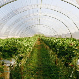 Film PE de serre de haute qualité de 100m 30cm de large transparent opaque de qualité alimentaire perforé brillant pour la protection des cultures fruitières - Product Image 1