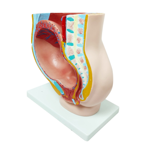 Anatomie populaire enseignement médical organes génitaux anatomiques en plastique 4 pièces grossesse humaine 3e mois modèle de Section du bassin féminin - Product Image 5