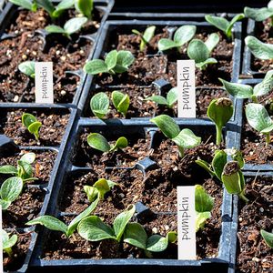 1000 étiquettes de <span class=keywords><strong>plantes</strong></span> en plastique de 4 pouces pour marquesurs de pots de pépinière et de jardin - Product Image 5