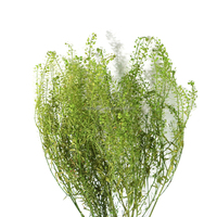 Bunga Kering Green Spirit Grass Eternal Life Little Cui Fan Grosir Bunga Kering Little Cui Fan Eternal Life yang Diputihkan Buket Bunga Kering
