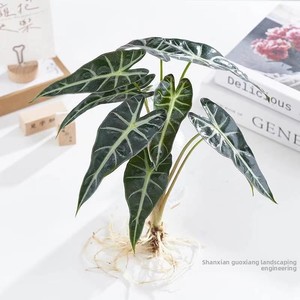 Alocasia Calathea à feuilles sablées, plante hydroponique bonsai, grande 'Fairy' Alocasia de 40-50 cm, verdure rouge-rougeâtre intense - Product Image 2