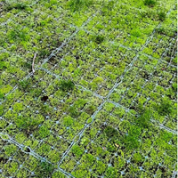 Vente en gros 38*500*500 grille d'herbe paysage PE-HD grille de gravier 36 mm grille de gazon en plastique pavé de cellules pour chaussée