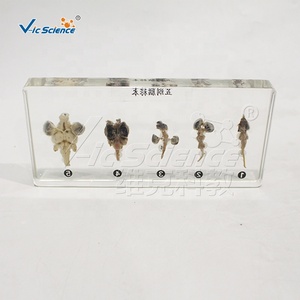 Высококачественные образцы животных для изучения анатомии, учебные пособия для школ, модели из прозрачной смолы - Product Image 3