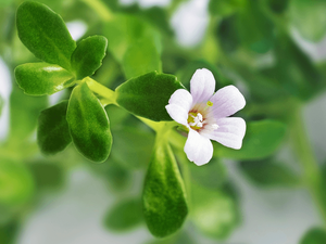 Hoge Kwaliteit Hot Selling Herbasea Postelein <span class=keywords><strong>Extract</strong></span>/<span class=keywords><strong>Portulaca</strong></span> <span class=keywords><strong>Oleracea</strong></span>/Bacopa Monnieri <span class=keywords><strong>Extract</strong></span> Poeder - Product Image 3