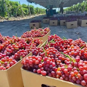 Uva roja sin semillas de temporada, pasas, fruta fresca crujiente y dulce, caja entera, venta al por mayor, pasas rojas de temporada cristalinas - Product Image 5