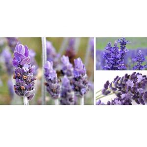 天然ラベンダー花エキス粉末10:1 20:1 Lavandula Angustifoliaエキス - Product Image 5