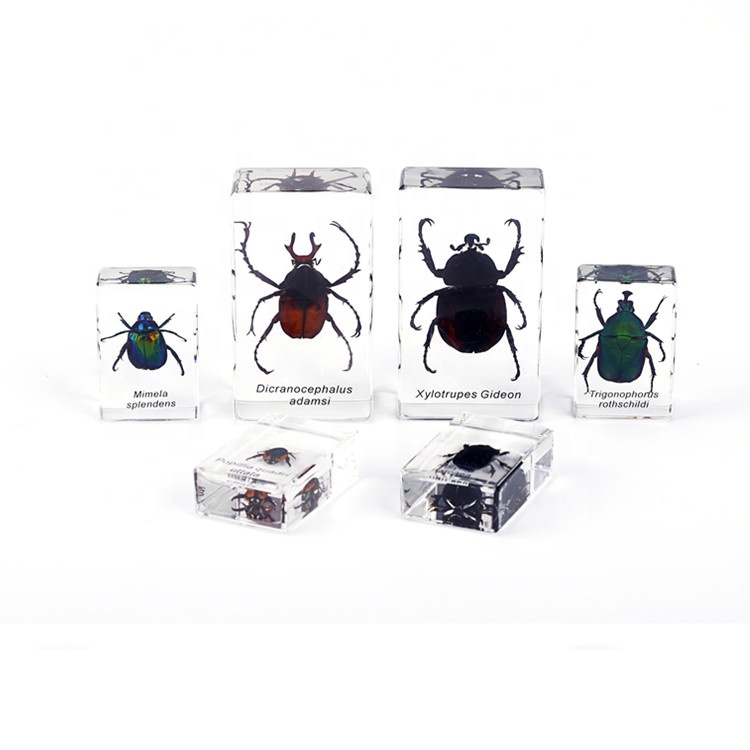 Различные образцы насекомых из натуральной смолы