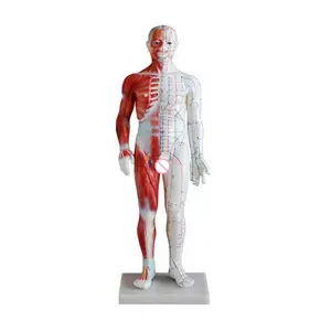 Modello di agopuntura e muscolo da 60CM manichino anatomico maschile per agopuntura umana modello muscoloso