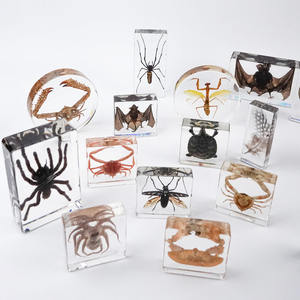 실제 동물 사마귀 곤충 내장 표본 교육 용 수지 생물학 표본 - Product Image 1