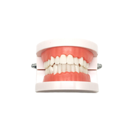 Modèle médical de dentisterie, appareil d'hygiène dentaire naturelle, modèle éducatif, pour hommes et femmes