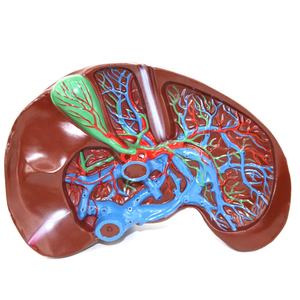 Modelo Anatómico de Hígado Humano Ampliado de Plástico para Enseñanza Médica - Product Image 1
