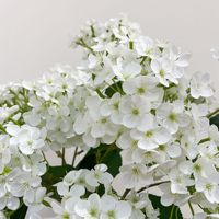 Hydrangea pomme à 3 têtes - Longue durée (3 à 5 ans) - Décoration d'intérieur pour la remise des diplômes, la fête des pères et Halloween