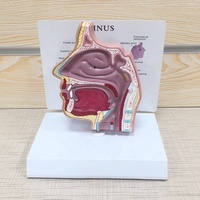 Modèle d'anatomie, modèle anatomique humain 3D, modèle éducatif